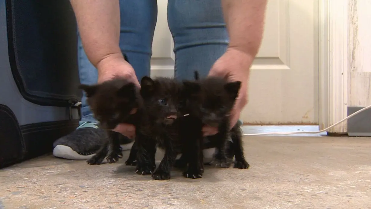 Nonprofit rescues kittens that were found in trash compactor