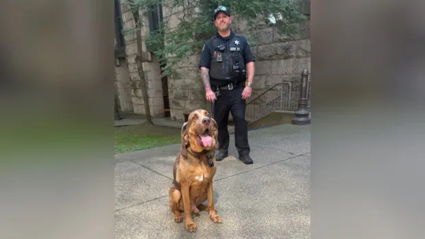 Sheriff's office K-9 Ranger returns to work after cancer treatment