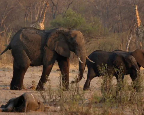 Namibia to cull 83 elephants and distribute meat to people affected by drought