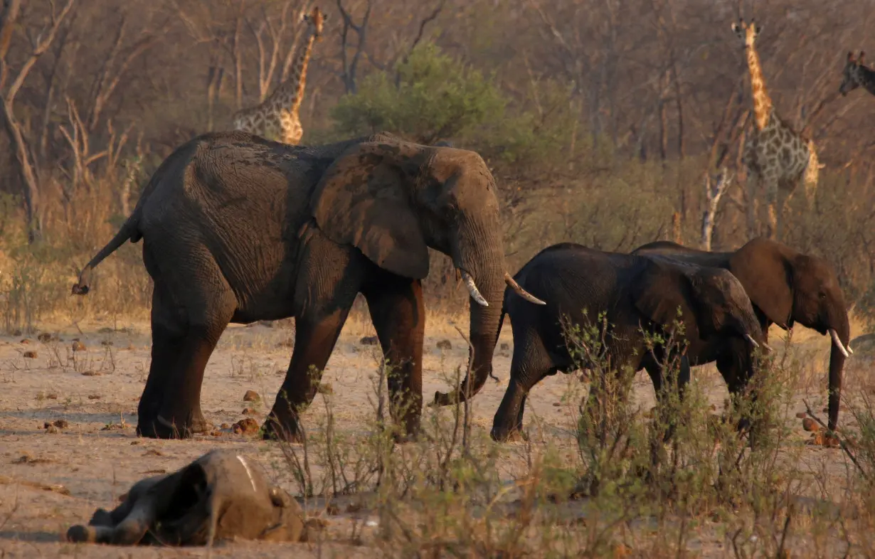 FILE PHOTO: A group of elephants and giraffes walk near a carcass of an elephant at a watering hole inside Hwange National Park