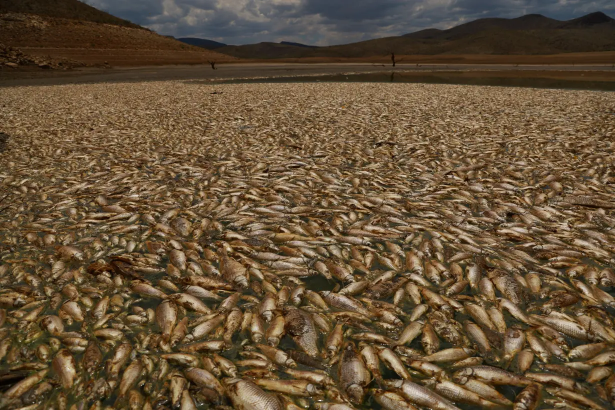 Mass fish death in Mexico's Chihuahua State blamed on severe drought