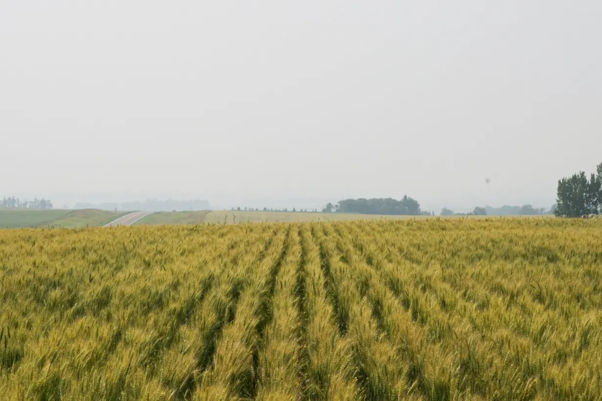 Wheat fields in Dunn County