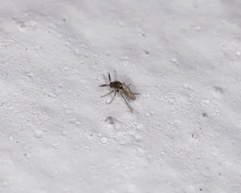 What is Oropouche virus? The emerging threat is raising concern among health officials