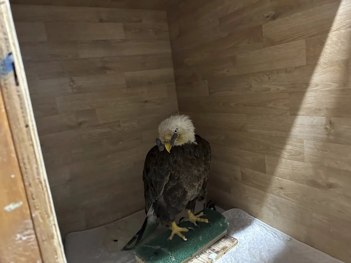 A bald eagle was shot in the beak. A care team in Missouri is hopeful it can be saved