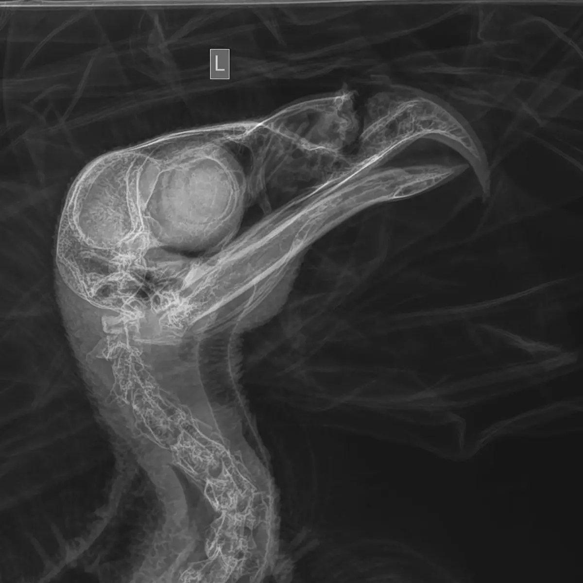 A bald eagle was shot in the beak. A care team in Missouri is hopeful it can be saved