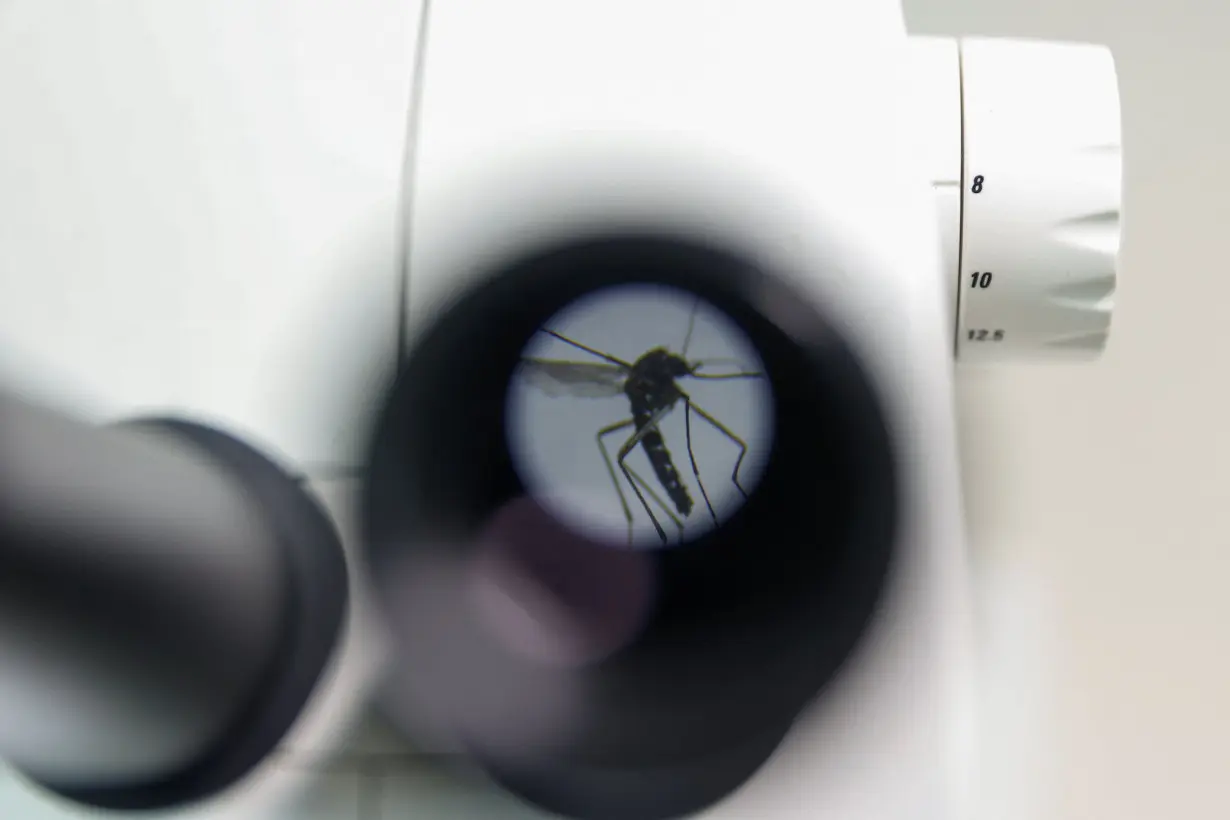 FILE PHOTO: A mosquito is photographed through a 20x optical microscope