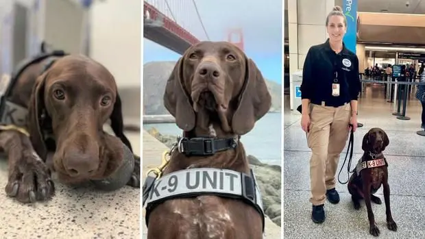 Barni, K-9 officer at San Francisco International Airport, voted TSA's Cutest Canine of 2024