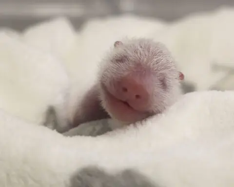 Germany's newest panda twins thrive during first 5 days in Berlin Zoo