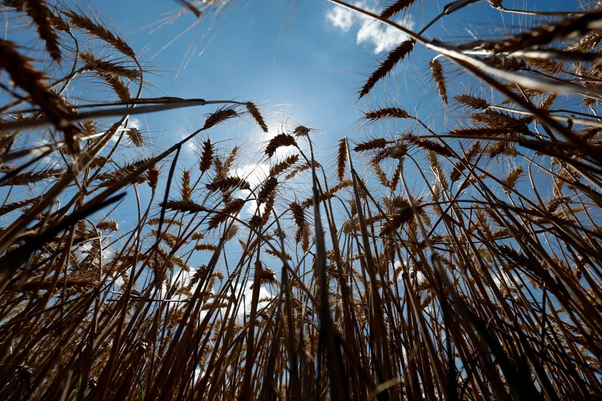 FILE PHOTO: Stalks of wheat are seen on a field during harvest in Orezu