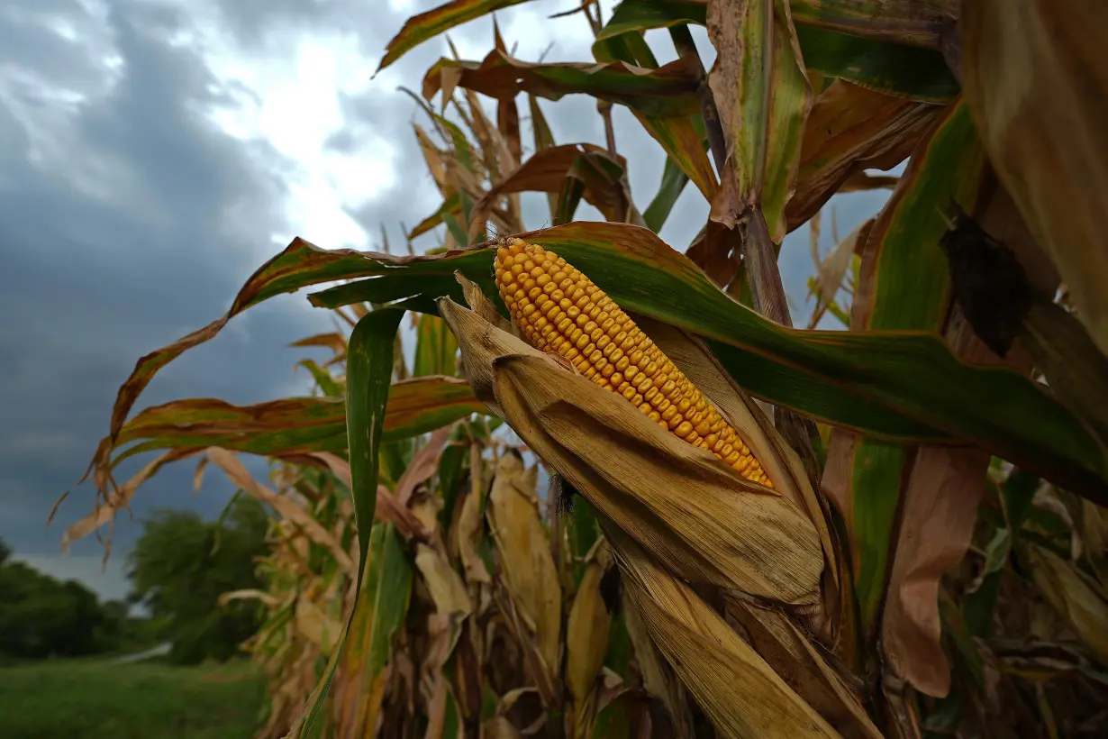 Climate Heat Corn Sweat