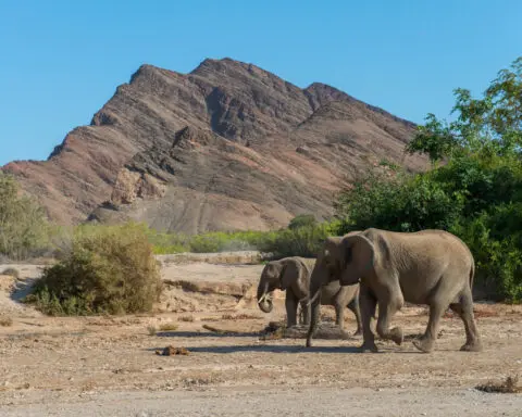 Namibia plans to kill more than 700 animals including elephants and hippos — and distribute the meat