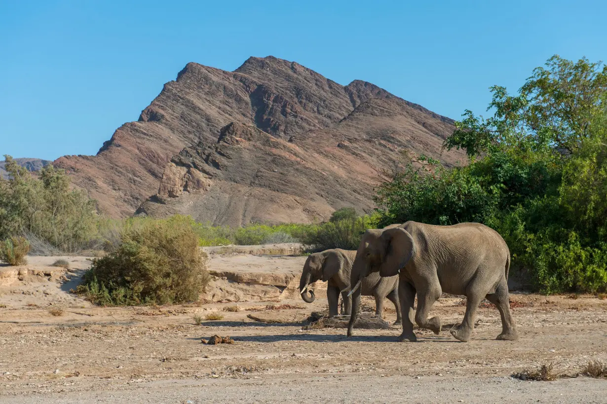 Namibia plans to kill more than 700 animals including elephants and hippos — and distribute the meat