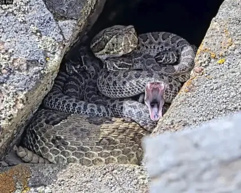 Newborn rattlesnakes at a Colorado 'mega den' are making their live debut