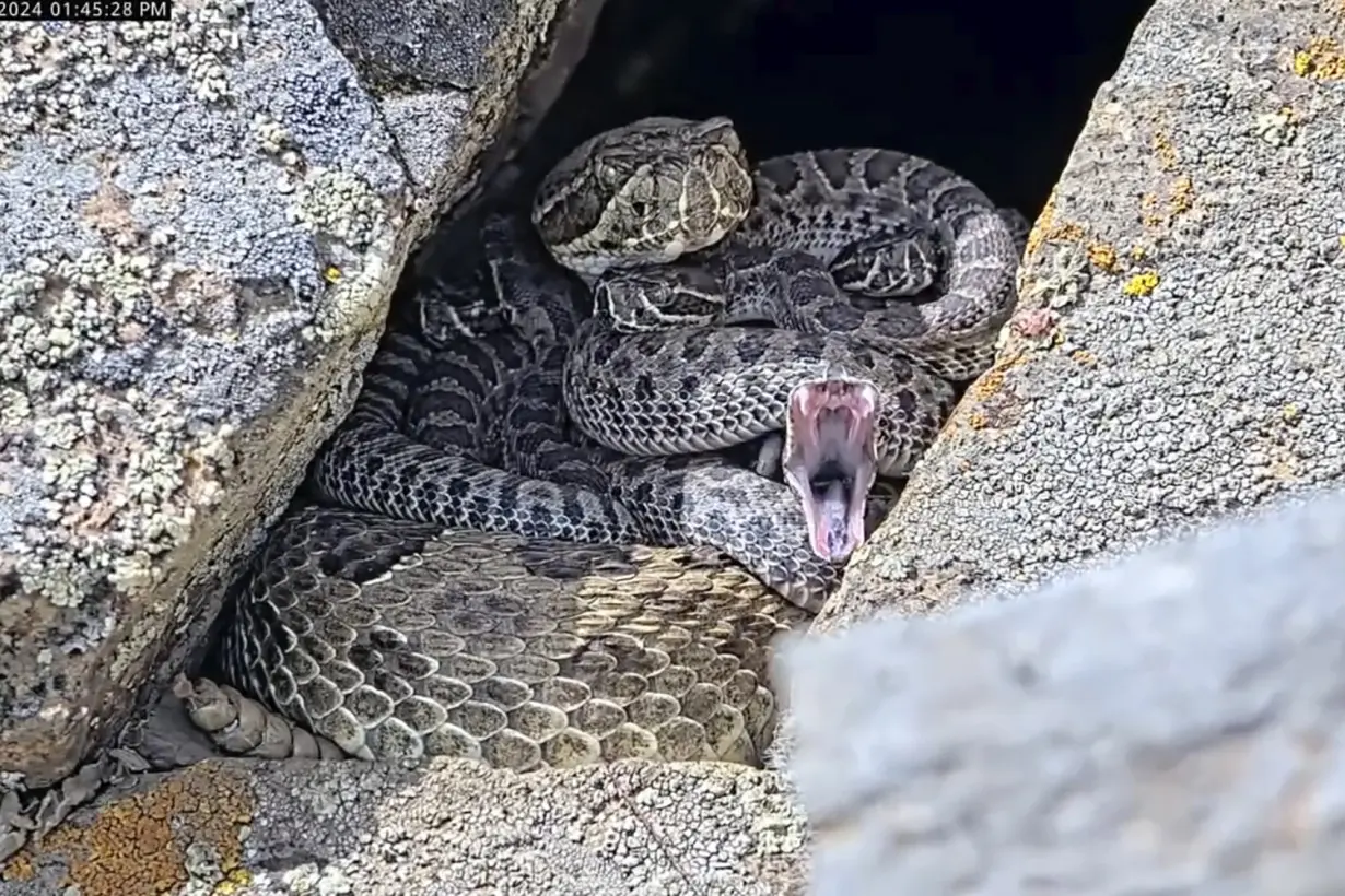 Rattlesnake Cam