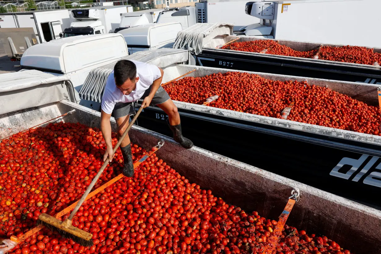 A fruit company worker helps load tomatoes that will be used on Wednesday in the Tomatina battle, onto a lorry, near Valencia in Silla