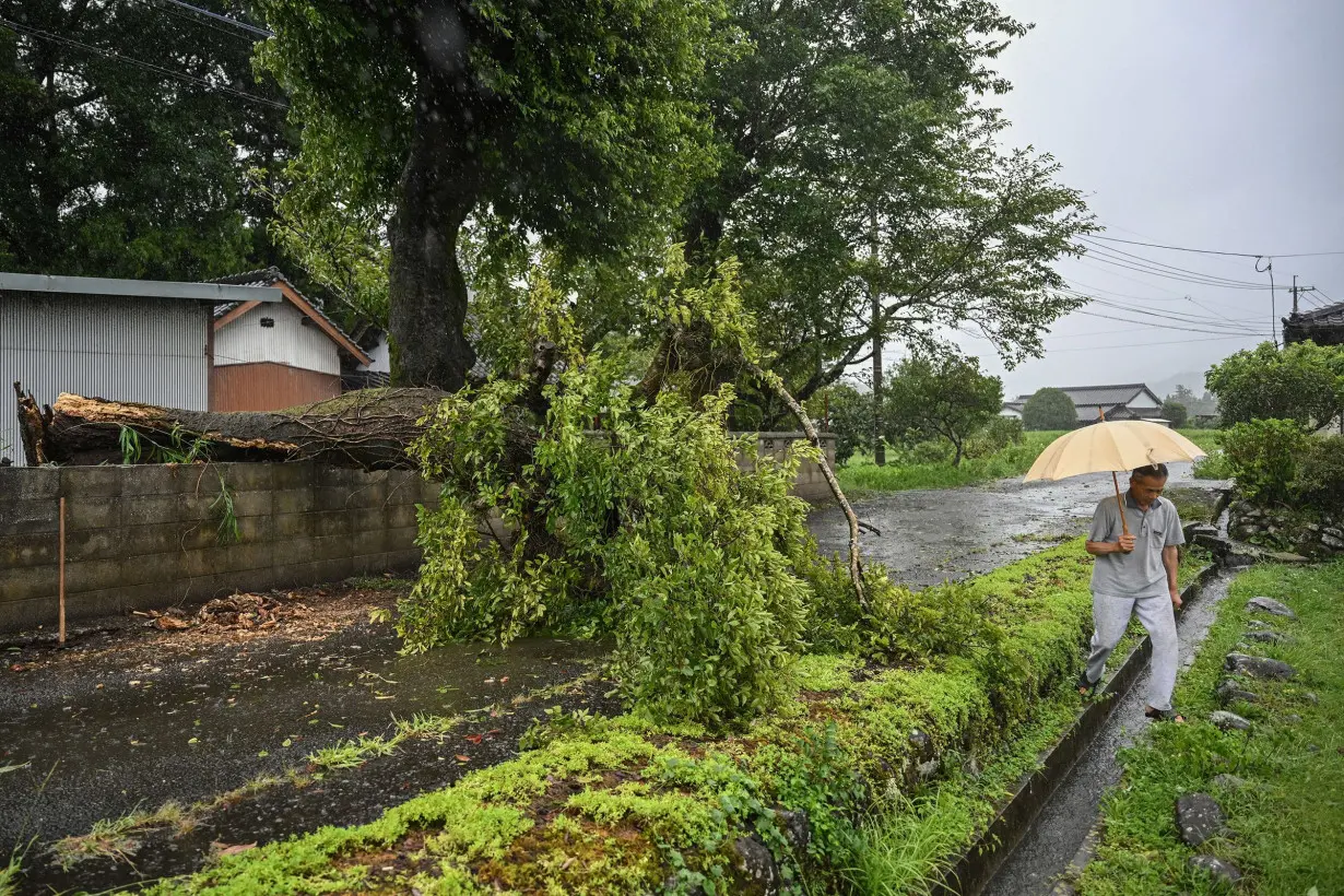 A man walks past a fallen tree brought down by strong winds from Typhoon Shanshan in Oita prefecture, Japan on August 29.