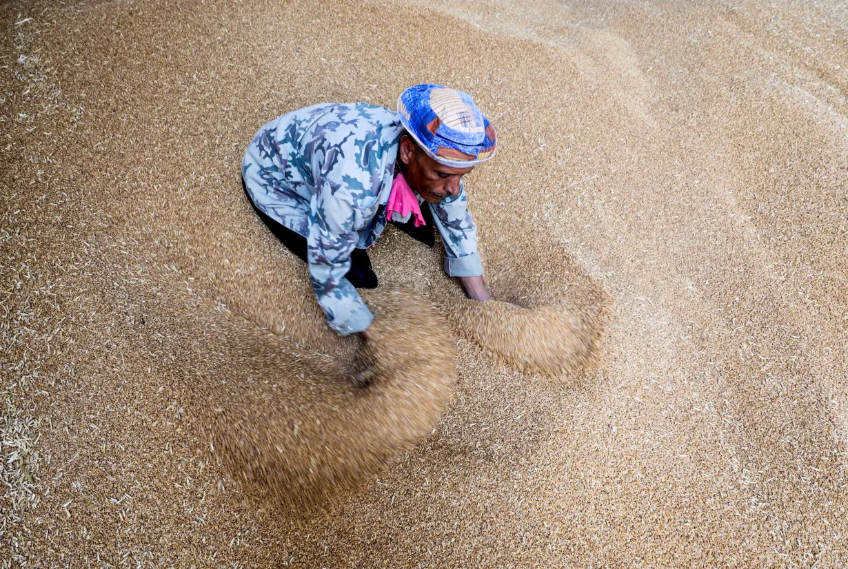 FILE PHOTO: A worker collects wheat at the Benha grain silos in Al Qalyubia Governorate