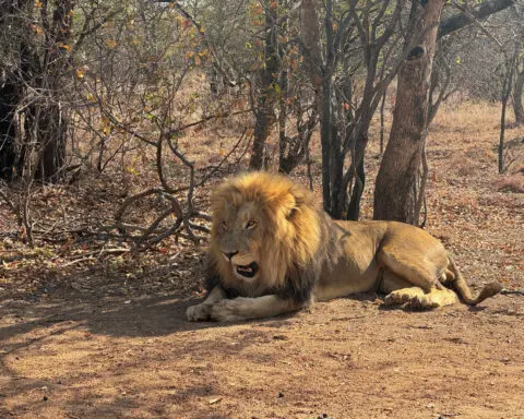 South Africa lion breeders face uncertain future after ban