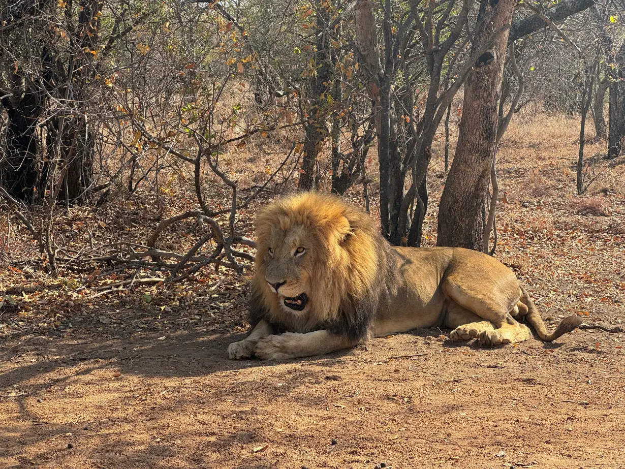 South Africa wildlife breeders rattled as lawmakers approve ban on captive breeding