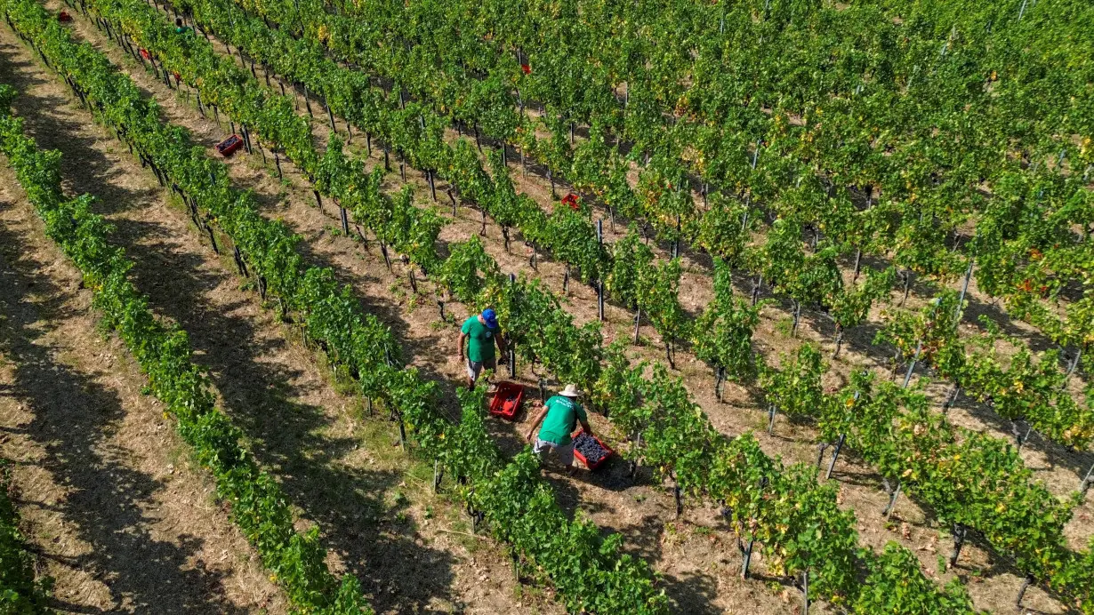 An aerial view of workers harvesting at a Merlot grapes vineyard in Irig