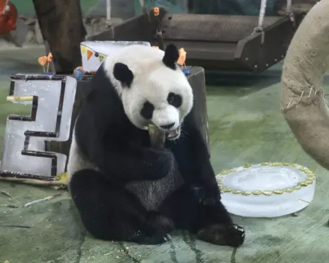 Taipei zoo's giant panda Yuanyuan celebrates her 20th birthday