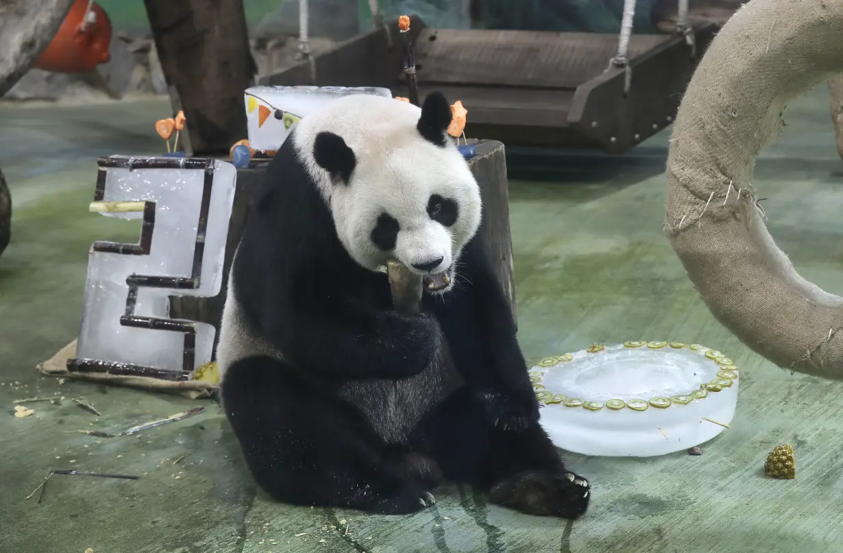 Taiwan Panda