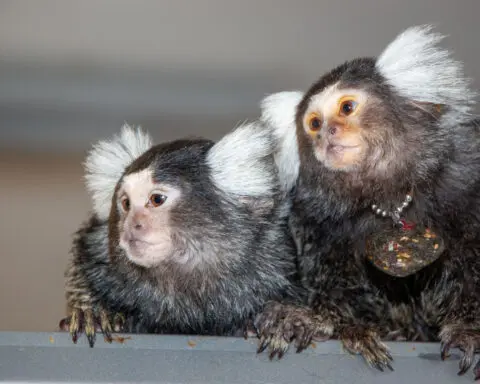 These monkeys use names to communicate with each other, study finds