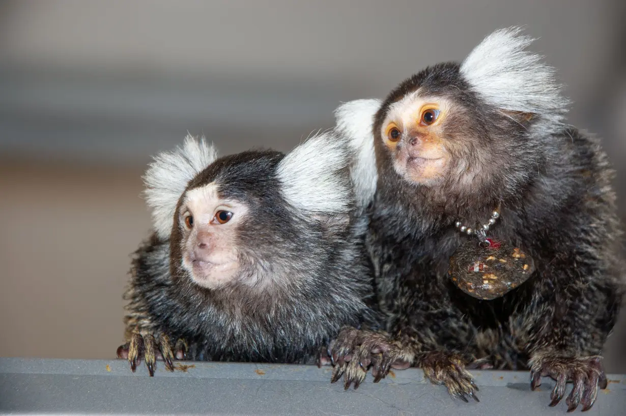 These monkeys use names to communicate with each other, study finds