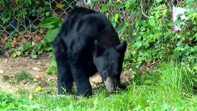 Four bears put down after repeated break-ins at Swannanoa homes