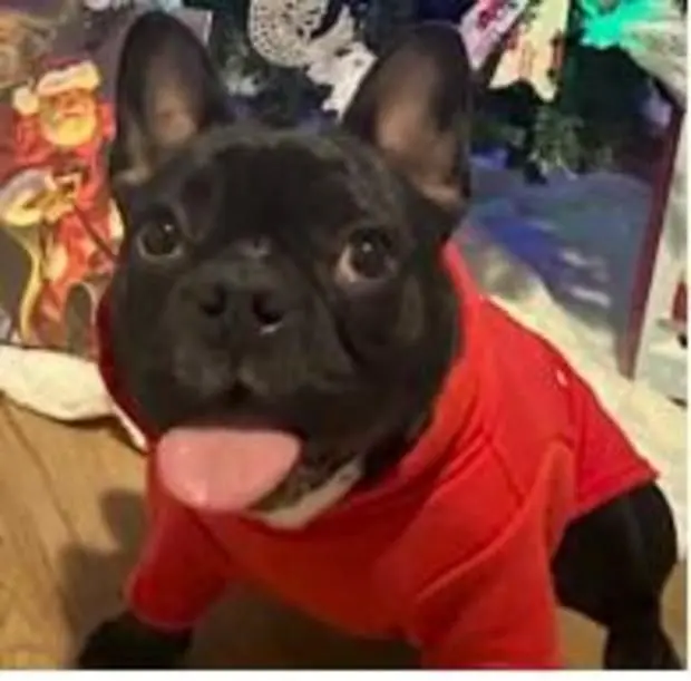 French Bulldog stolen from inside home, 2 other dog thefts investigated