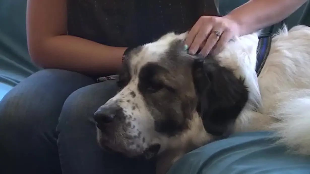 Volunteers help military family reunite with their dog 2 years after he went missing in Colorado