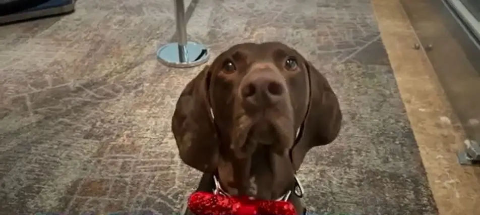 Barni, SFO bomb-sniffing dog, wins TSA's Cutest Canine contest