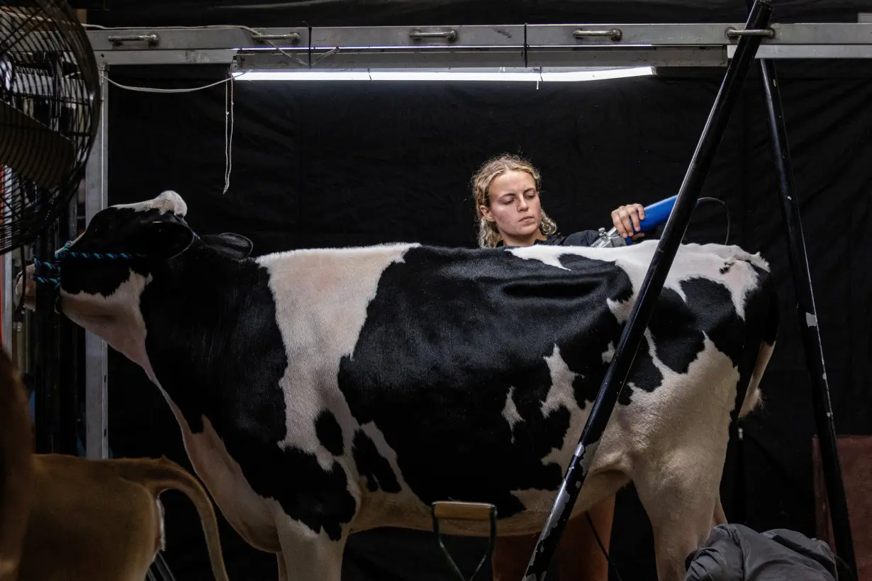 Bird flu in cows casts shadow on state fairs