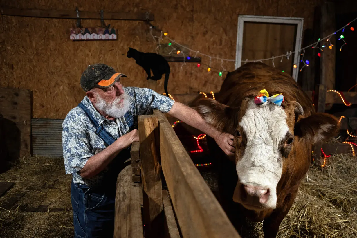 Cow cuddle session at Luz Farms near Monee