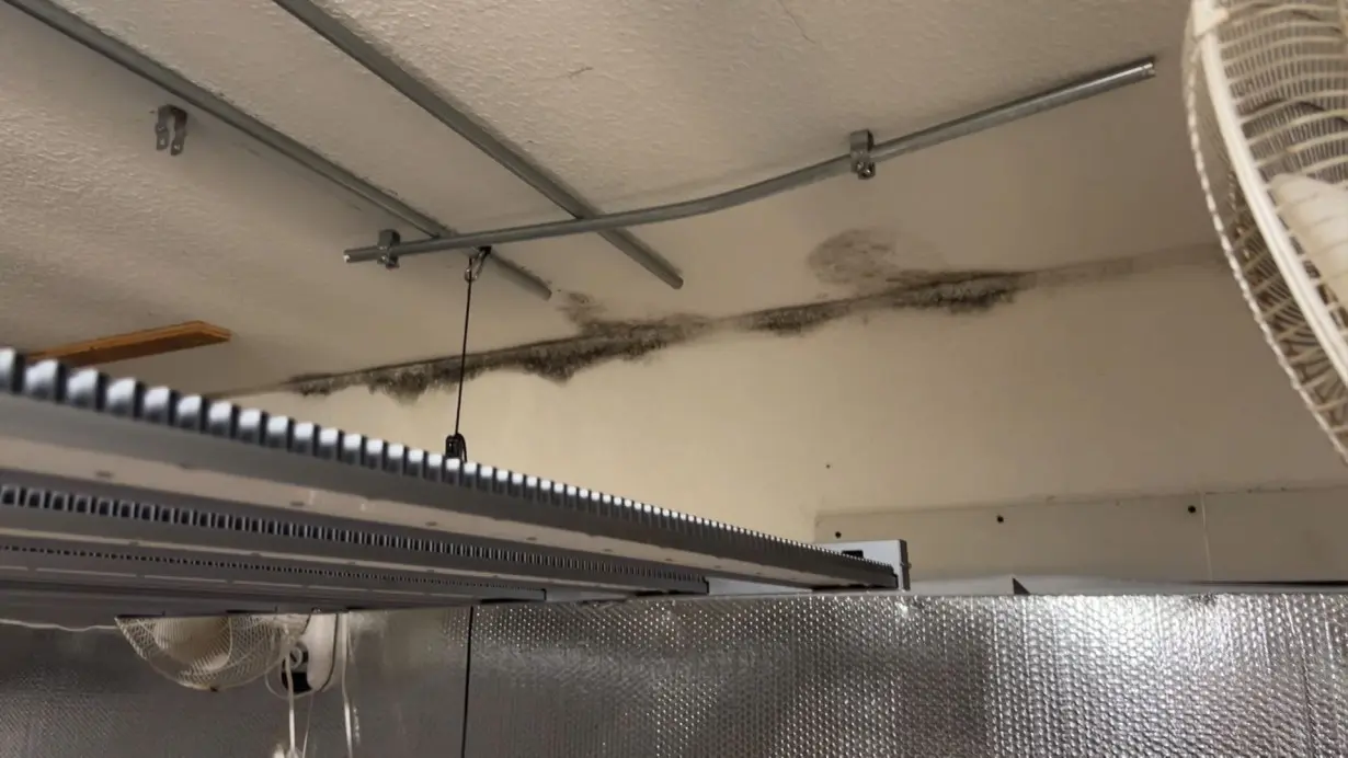 Mold growing on the wall and ceiling inside a marijuana grow house. California's Department of Cannabis Control are battling black-market marijuana operations hidden in plain sight amid the cookie-cutter homes of suburbia.