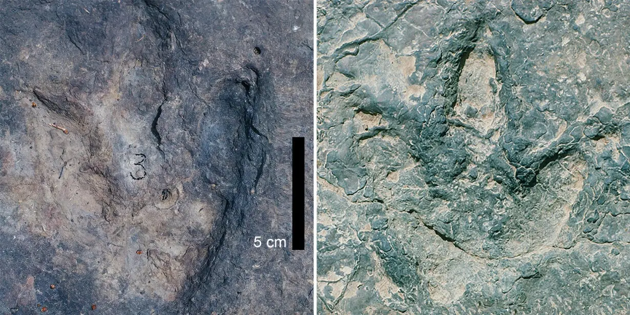 Two dinosaur tracks from the Koum Basin in Cameroon were made 120 million years ago.