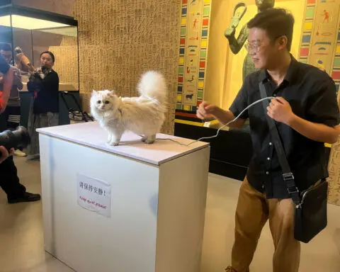 Shanghai Museum welcomes feline visitors to peruse Egyptian cat imagery at 'Meow Night'