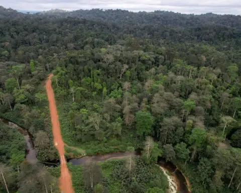 Gabon junta allows regulated logging of rare kevazingo tree