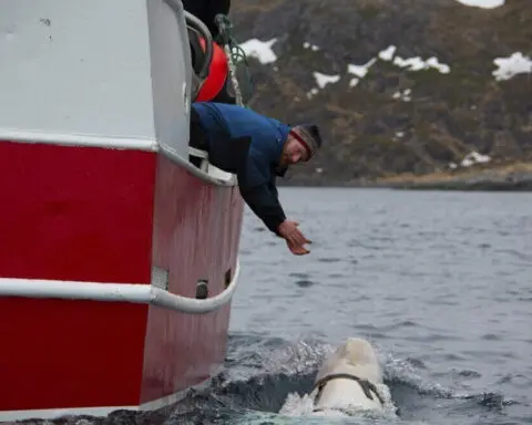 A celebrity 'Russian spy' whale spotted with harness found dead in Norwegian waters