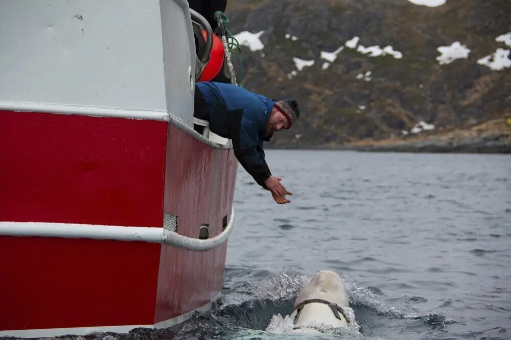 Norway-Beluga-Whale