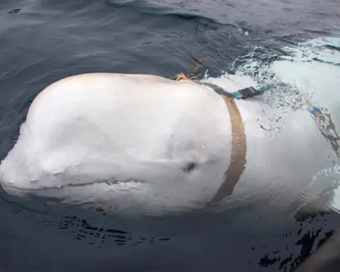 Russian 'spy whale' Hvaldimir found dead near Norway