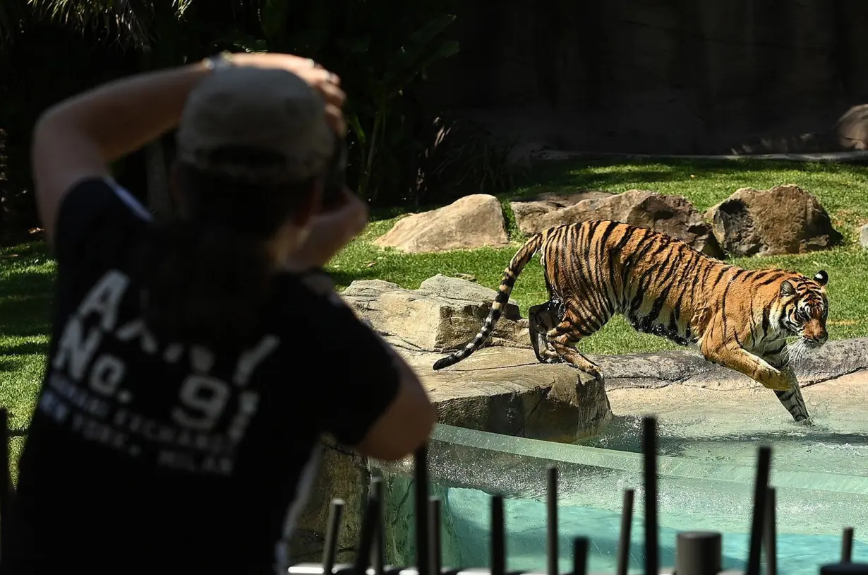 Tiger mauls handler at amusement park