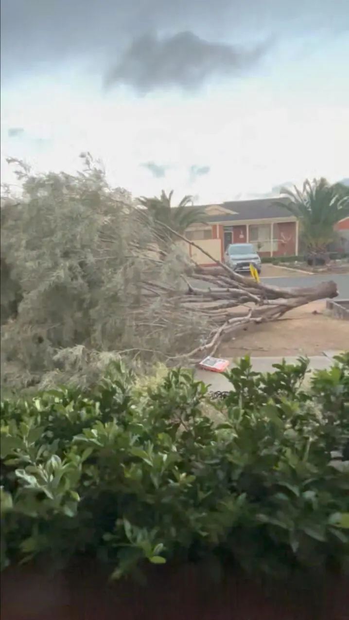 A fallen tree obstructs an area amid high winds and heavy rain, in Melbourne