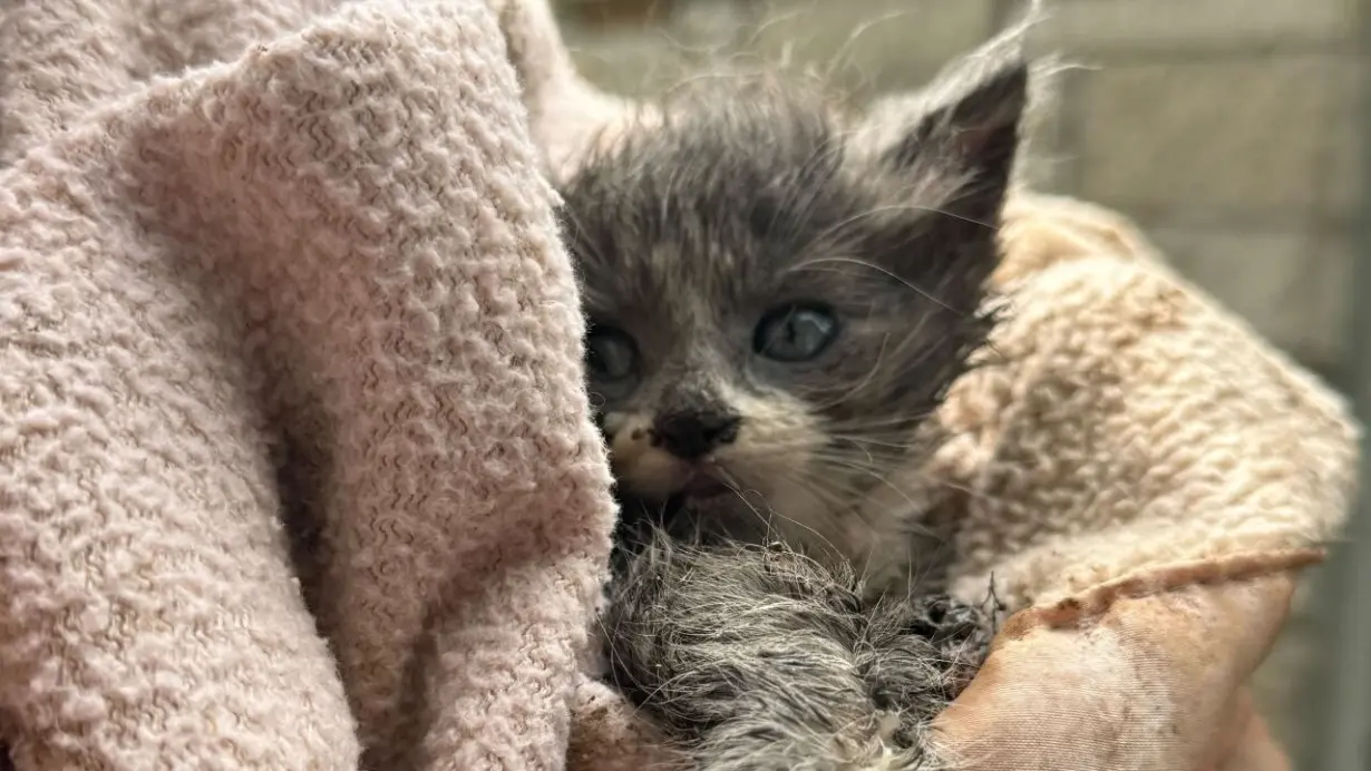 RESCUED: Kitten pulled from drain pipe near home after 5 days