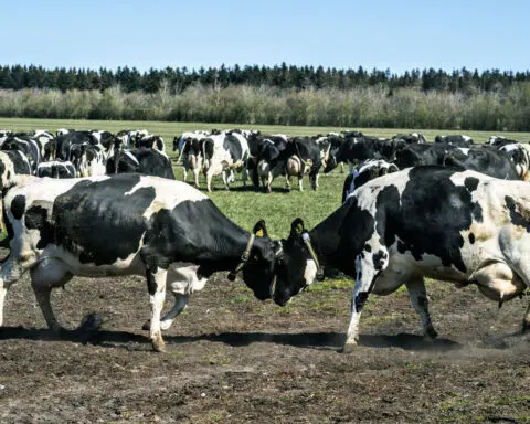 Denmark reports cases of bluetongue disease that can be fatal to sheep but is harmless to humans