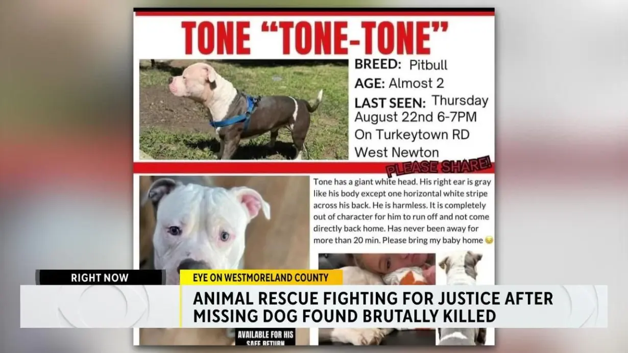 Animal rescue fighting for justice after missing dog found killed in 'torturous' crime