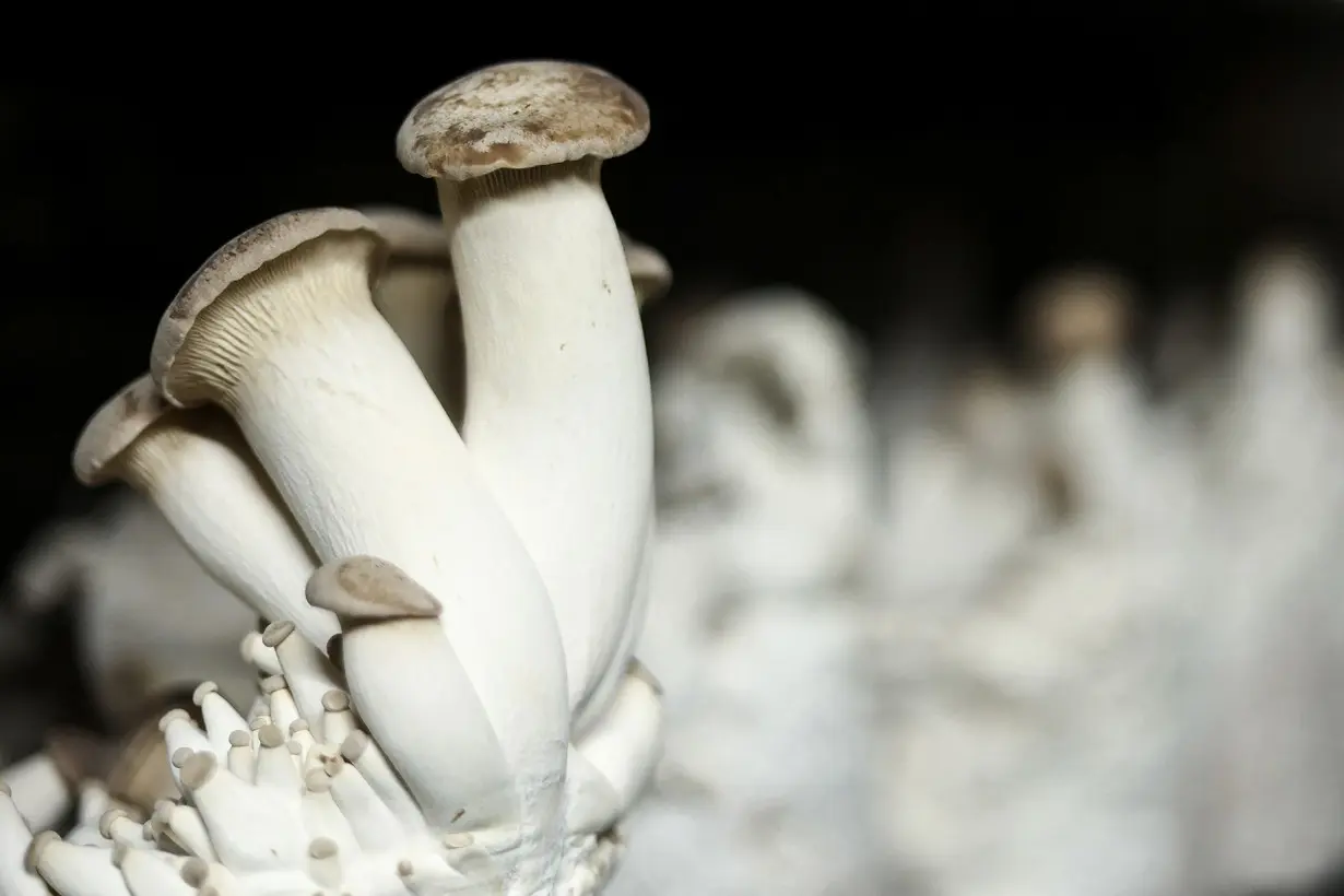 Robot controlled by a king oyster mushroom blends living organisms and machines