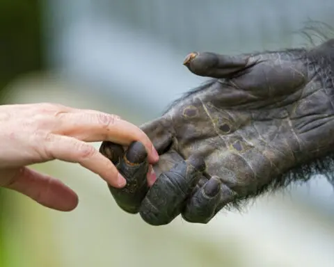 Humans infecting animals infecting humans − from COVID-19 to bird flu, preventing pandemics requires protecting all species