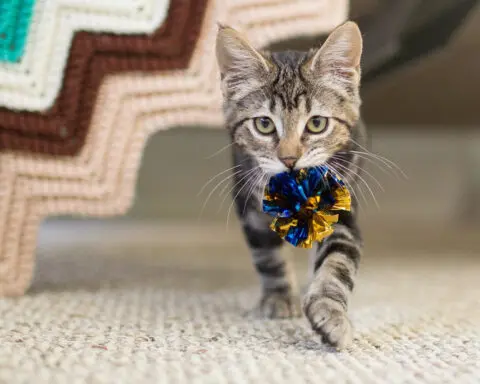 Cats and dogs both like to play fetch − it’s rooted in their hunting instincts