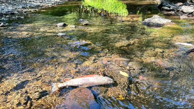 Fish kill under investigation after drains disinfected water into creek